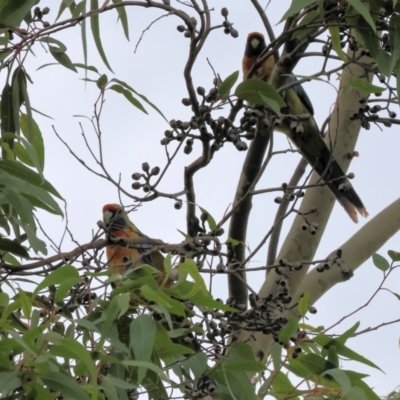 Platycercus elegans flaveolus (Yellow Rosella) at Belvoir Park - 25 Dec 2023 by KylieWaldon