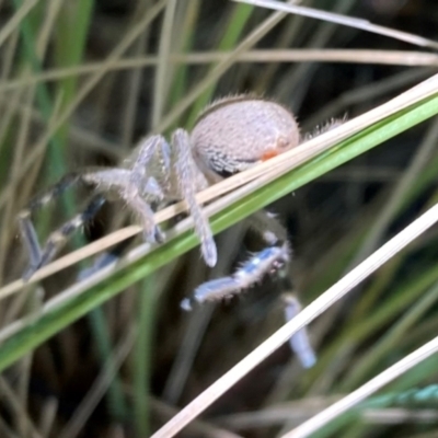 Neosparassus diana at Campbell, ACT - 27 Dec 2023 by Kassandra21