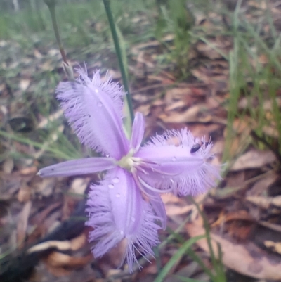 Thysanotus tuberosus subsp. tuberosus (Common Fringe-lily) at The Gap, NSW - 22 Dec 2023 by poszum