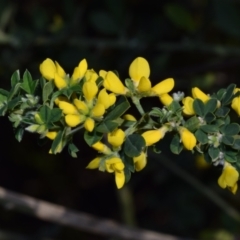 Genista monspessulana (Cape Broom, Montpellier Broom) at QPRC LGA - 25 Sep 2023 by DianneClarke