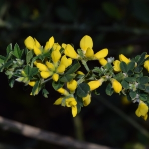 Genista monspessulana at QPRC LGA - 25 Sep 2023 04:57 PM