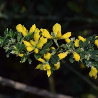 Genista monspessulana (Cape Broom, Montpellier Broom) at QPRC LGA - 25 Sep 2023 by DianneClarke