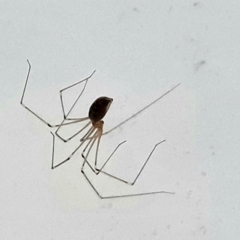Pholcus phalangioides (Daddy-long-legs spider) at Isaacs, ACT - 27 Dec 2023 by Mike