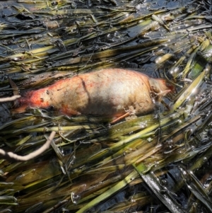 Carassius auratus at Yerrabi Pond - 28 Dec 2023