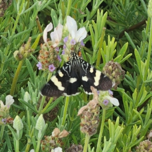 Phalaenoides glycinae at Pejar, NSW - suppressed