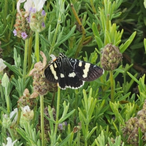 Phalaenoides glycinae at Pejar, NSW - suppressed