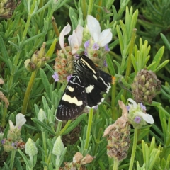 Phalaenoides glycinae at Pejar, NSW - suppressed