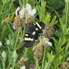 Phalaenoides glycinae at Pejar, NSW - suppressed