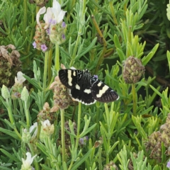 Phalaenoides glycinae at Pejar, NSW - suppressed