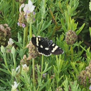 Phalaenoides glycinae at Pejar, NSW - suppressed