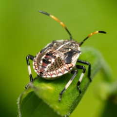 Pentatomidae (family) at Downer, ACT - 28 Dec 2023