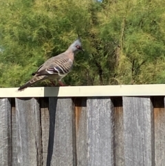 Ocyphaps lophotes (Crested Pigeon) at Jerrabomberra, NSW - 28 Dec 2023 by SteveBorkowskis