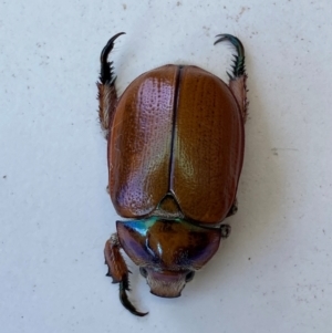 Anoplognathus hirsutus at QPRC LGA - suppressed