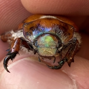 Anoplognathus hirsutus at QPRC LGA - suppressed