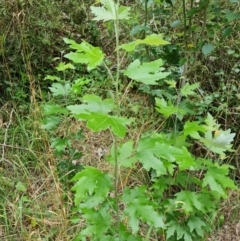 Populus alba (White Poplar) at Isaacs, ACT - 28 Dec 2023 by Mike