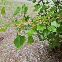 Populus alba (White Poplar) at Isaacs, ACT - 28 Dec 2023 by Mike