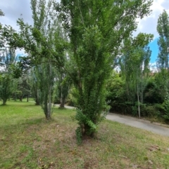 Populus alba at Isaacs, ACT - 28 Dec 2023