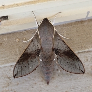 Hippotion scrofa at Holt, ACT - 28 Dec 2023 12:39 PM