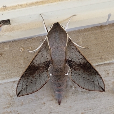 Hippotion scrofa (Coprosma Hawk Moth) at Holt, ACT - 28 Dec 2023 by trevorpreston
