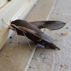 Hippotion scrofa at Holt, ACT - 28 Dec 2023 12:39 PM