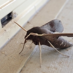 Hippotion scrofa at Holt, ACT - 28 Dec 2023