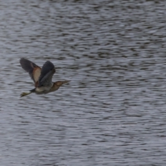 Ixobrychus dubius (Australian Little Bittern) at Jerrabomberra Wetlands - 28 Dec 2023 by rawshorty