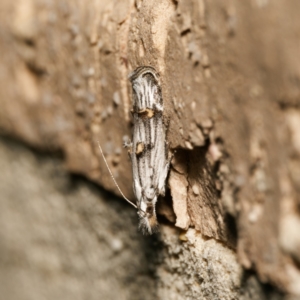 Leptogeneia bicristata at Harrison, ACT - 27 Dec 2023