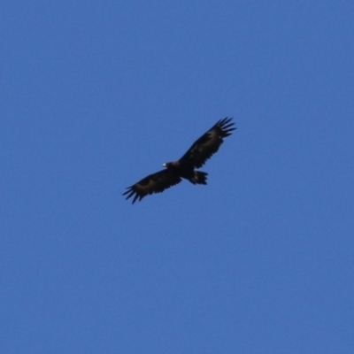 Aquila audax (Wedge-tailed Eagle) at Symonston, ACT - 27 Dec 2023 by RodDeb