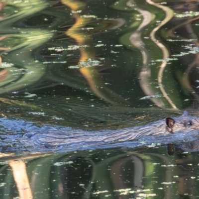 Hydromys chrysogaster (Rakali or Water Rat) at Jerrabomberra Wetlands - 28 Dec 2023 by rawshorty