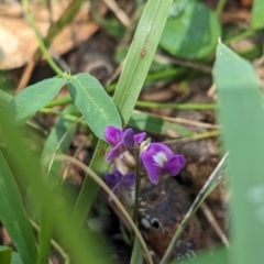 Glycine tabacina (Variable Glycine) at Koorawatha, NSW - 27 Dec 2023 by Darcy