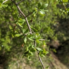 Lycium ferocissimum (African Boxthorn) at Koorawatha, NSW - 27 Dec 2023 by Darcy