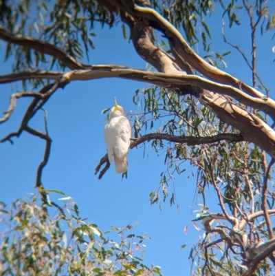 Cacatua galerita (Sulphur-crested Cockatoo) at Koorawatha, NSW - 27 Dec 2023 by Darcy