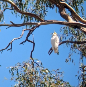 Cacatua galerita at Koorawatha, NSW - 27 Dec 2023