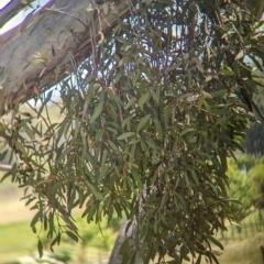 Muellerina eucalyptoides (Creeping Mistletoe) at Koorawatha, NSW - 27 Dec 2023 by Darcy