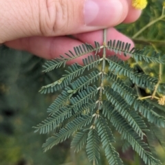 Acacia deanei subsp. paucijuga (Green Wattle) at Koorawatha, NSW - 27 Dec 2023 by Darcy