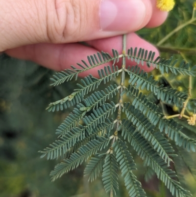 Acacia deanei subsp. paucijuga (Green Wattle) at Koorawatha, NSW - 27 Dec 2023 by Darcy
