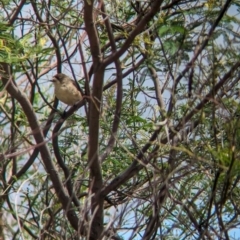 Aphelocephala leucopsis (Southern Whiteface) at Koorawatha, NSW - 27 Dec 2023 by Darcy