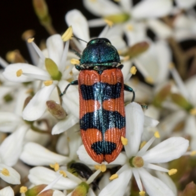 Castiarina crenata (Jewel beetle) at The Pinnacle - 28 Dec 2023 by AlisonMilton