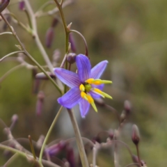 Dianella caerulea var. caerulea at QPRC LGA - 28 Dec 2023