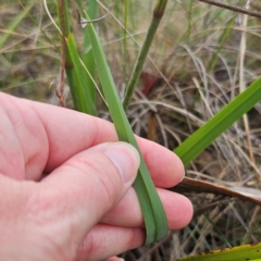 Dianella caerulea var. caerulea at QPRC LGA - 28 Dec 2023