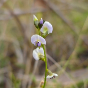 Glycine clandestina at QPRC LGA - 28 Dec 2023