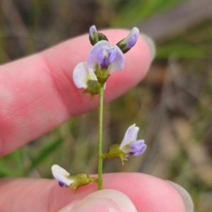 Glycine clandestina at QPRC LGA - 28 Dec 2023