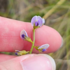 Glycine clandestina at QPRC LGA - 28 Dec 2023