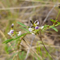 Glycine clandestina at QPRC LGA - 28 Dec 2023