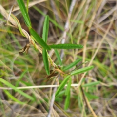 Glycine clandestina at QPRC LGA - 28 Dec 2023