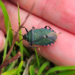 Notius depressus (Shield bug) at QPRC LGA - 28 Dec 2023 by Csteele4