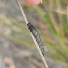 Lepidoptera unclassified IMMATURE at QPRC LGA - 28 Dec 2023 02:43 PM