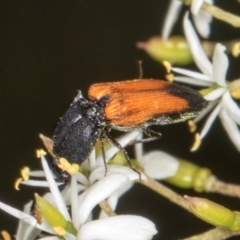 Anilicus xanthomus (A click beetle) at The Pinnacle - 28 Dec 2023 by AlisonMilton