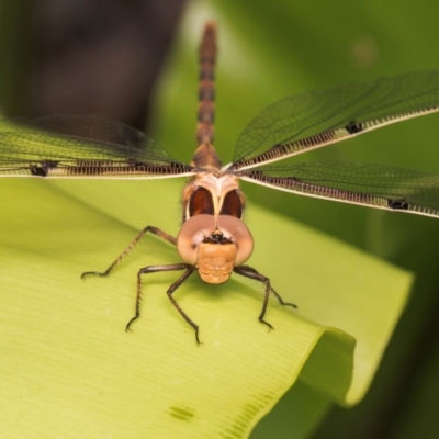 Telephlebia brevicauda (Southern Evening Darner) at Acton, ACT - 4 Dec 2023 by Gallpix