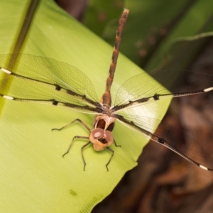 Telephlebia brevicauda at ANBG - 4 Dec 2023 02:15 PM